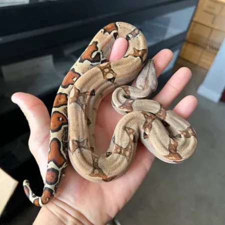 Review #173191, image #1