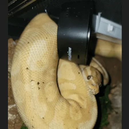 Review #172741, image #1