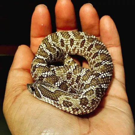 Review #172543, image #1