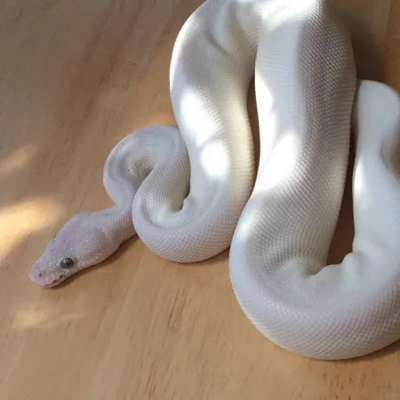 Review #173087, image #4