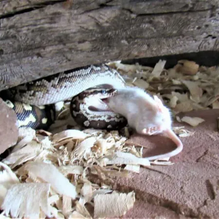 Review #173328, image #1