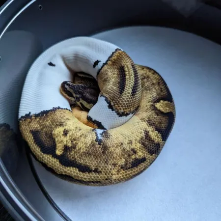 Review #173013, image #4