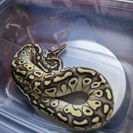 Review #173013, image #2