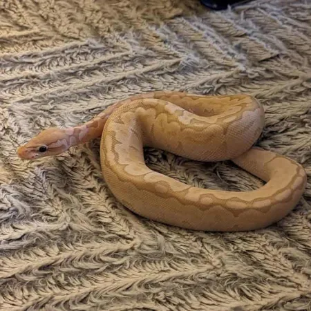 Review #173013, image #1