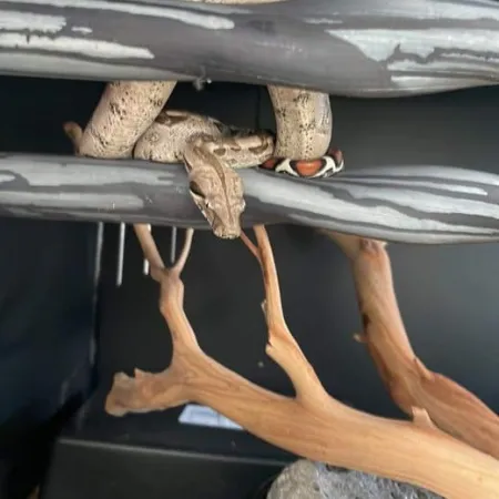 Review #174046, image #1