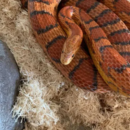 Review #174472, image #1