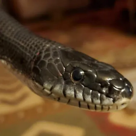 Review #174034, image #1