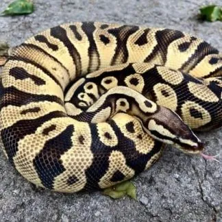 Review #175129, image #1