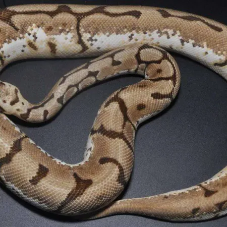 Review #175129, image #3