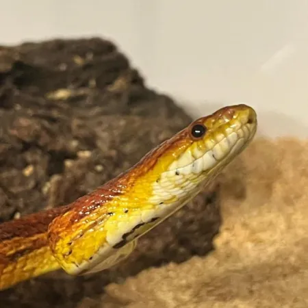 Review #175205, image #1