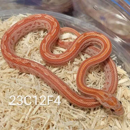 Review #177195, image #1