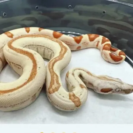 Review #176799, image #1