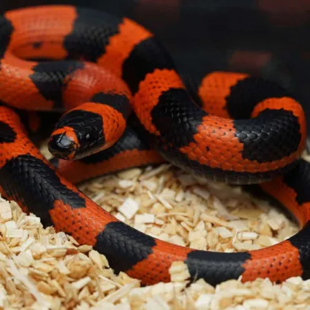 Review #176631, image #1