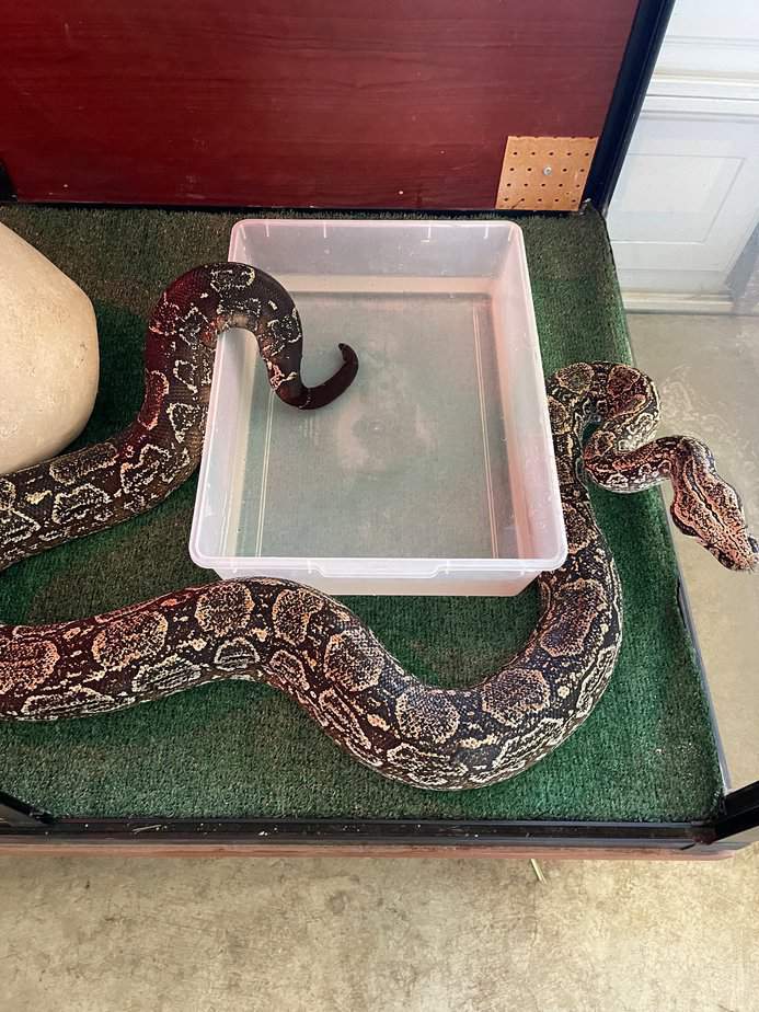 Picture of 1 day frozen chicks for reptiles/birds of prey/wild carnivores