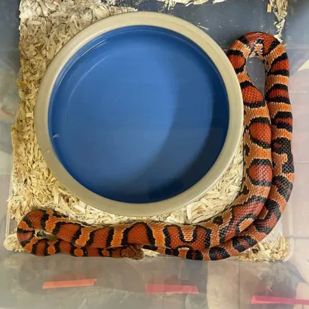 Review #176823, image #3