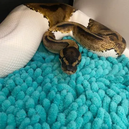 Review #176788, image #3