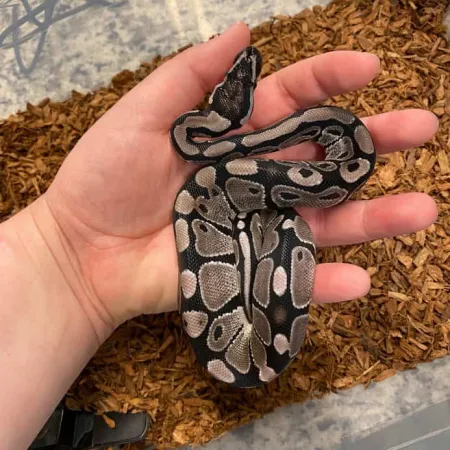 Review #176788, image #2