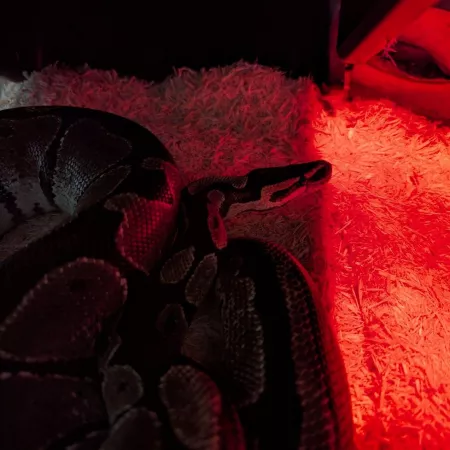 Review #177826, image #1