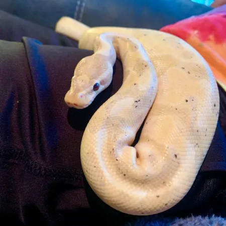 Review #180716, image #1