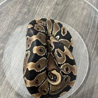 Review #184323, image #1