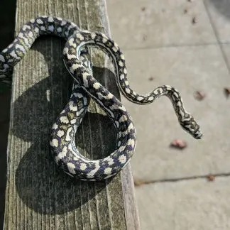 Review #183874, image #1