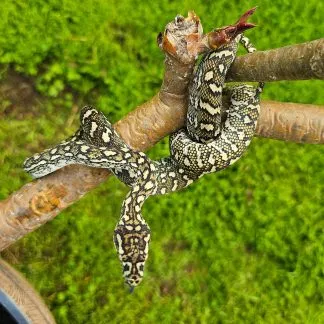 Review #183874, image #2