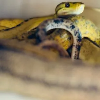 Review #185085, image #1