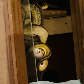 Review #185085, image #5