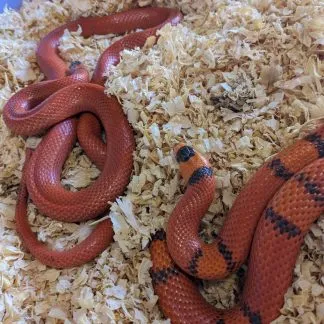 Review #185367, image #1