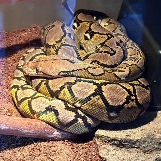 Review #185151, image #3