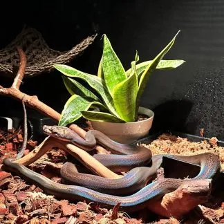 Review #185151, image #4