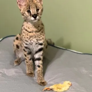 Review #184635, image #1