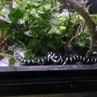 Review #185323, image #1