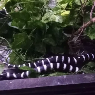 Review #185323, image #2