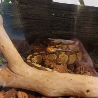 Review #184840, image #2