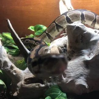 Review #186458, image #2