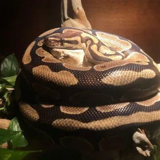 Review #186458, image #3