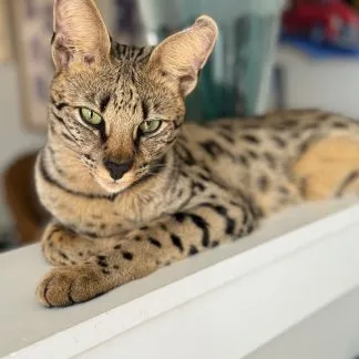 Review #186060, image #1