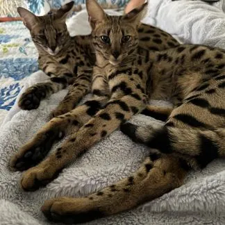 Review #186060, image #2