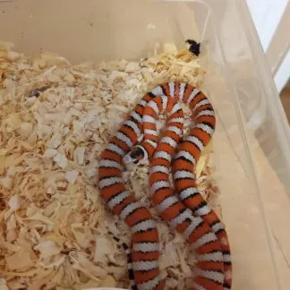 Review #186585, image #1