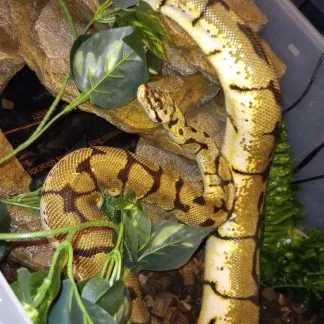 Review #186018, image #1