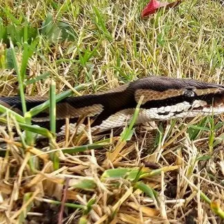 Frozen Rabbits for Reptiles Wild Carnivores Birds of Prey