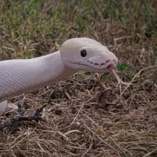 Review #186440, image #4