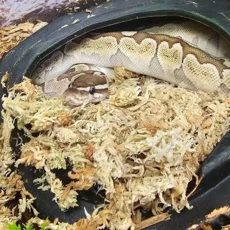 Review #187553, image #2