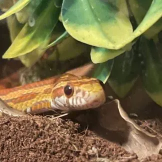 Review #186990, image #1