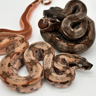 Review #187906, image #1