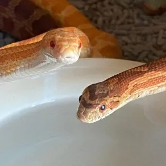 Review #188224, image #1