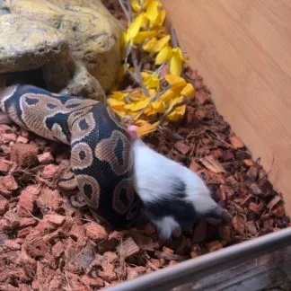 Review #188219, image #2