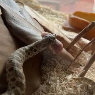 Review #188219, image #3