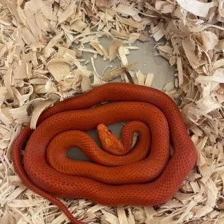 Review #189422, image #2